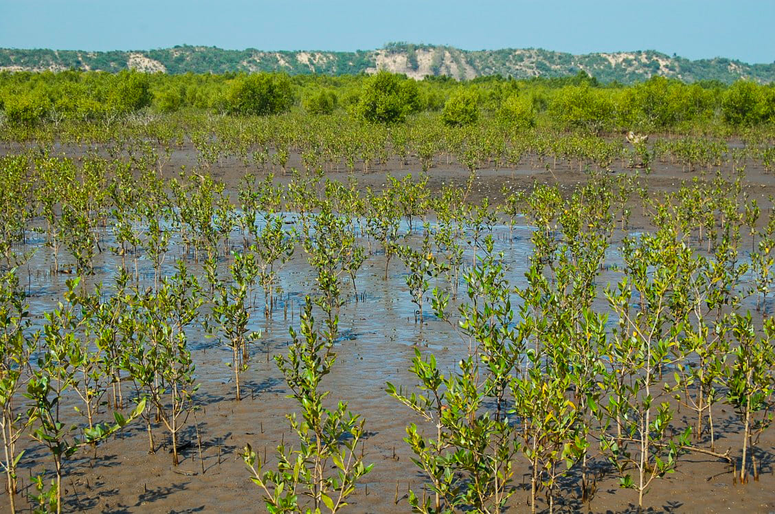 Mangal do Estuario do Limpopo