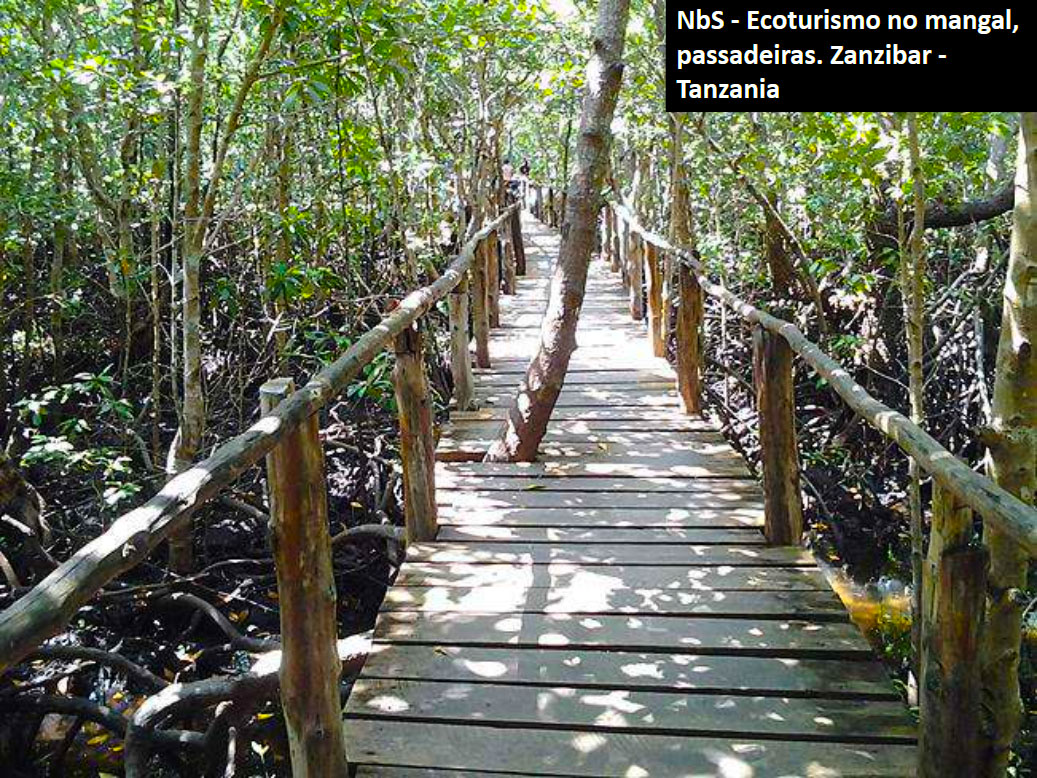 Mangal_ecoturismo_zanzibar